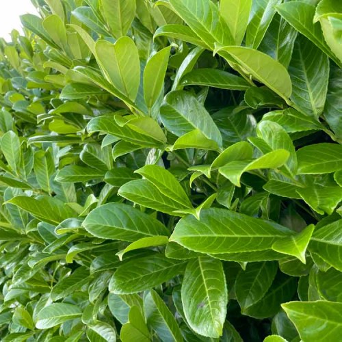 Laurel Hedge Prunus laurocerasus Rotundifolia 30-40cm Bareroot | ScotPlants Direct